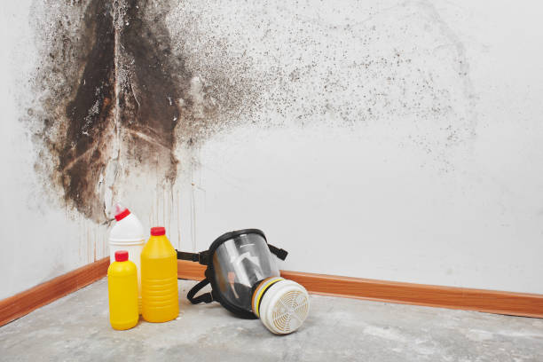 Best Toxic Mold Removal  in Oberlin, LA
