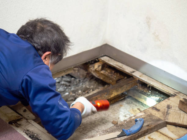 Best Affordable Mold Removal  in Oberlin, LA