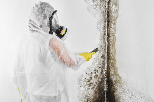 Crawl Space Mold Removal in Oberlin, LA