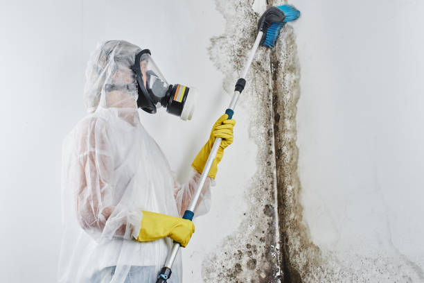 Best Black Mold Removal  in Oberlin, LA