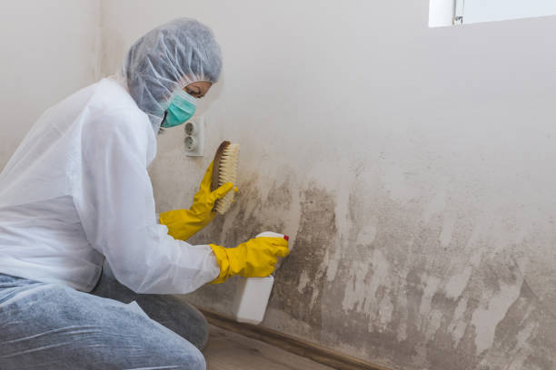 Best Attic Mold Removal  in Oberlin, LA