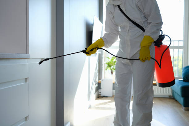 Best Same-Day Mold Removal  in Oberlin, LA