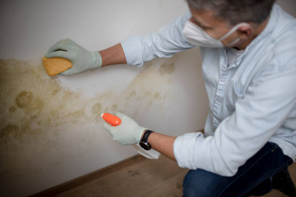 Best Mold Removal Company Near Me  in Oberlin, LA