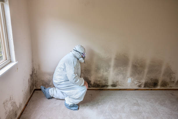 Reliable Oberlin, LA Mold Removal Solutions