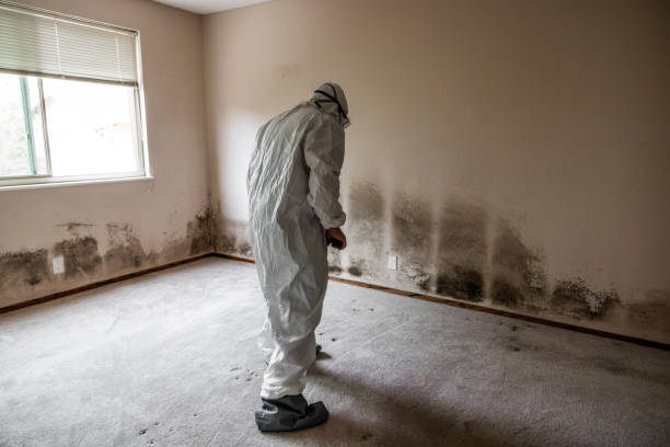 Best Residential Mold Removal  in Oberlin, LA