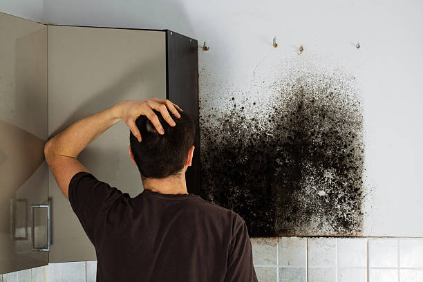 Best Black Mold Removal  in Oberlin, LA