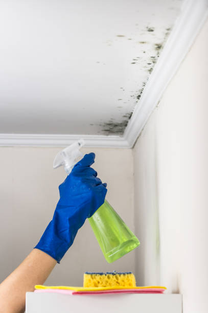 Best Home Mold Removal  in Oberlin, LA