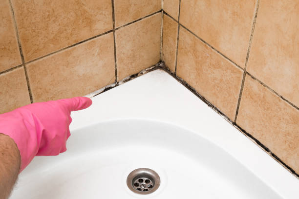 Best Attic Mold Removal  in Oberlin, LA